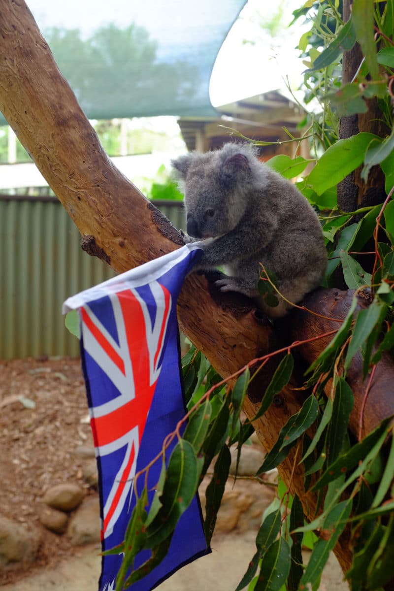 Koalas: All About the Marsupial Symbol of Australia - Expedition