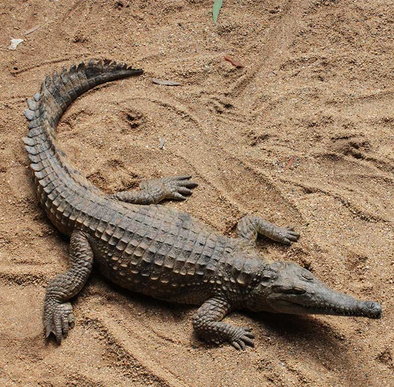 Crocodiles, Nature