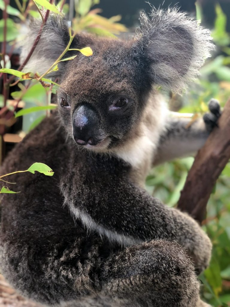 koala at rainforestation kuranda
