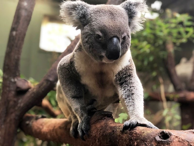 What have prisoners and koalas got in common? - Rainforestation Nature Park